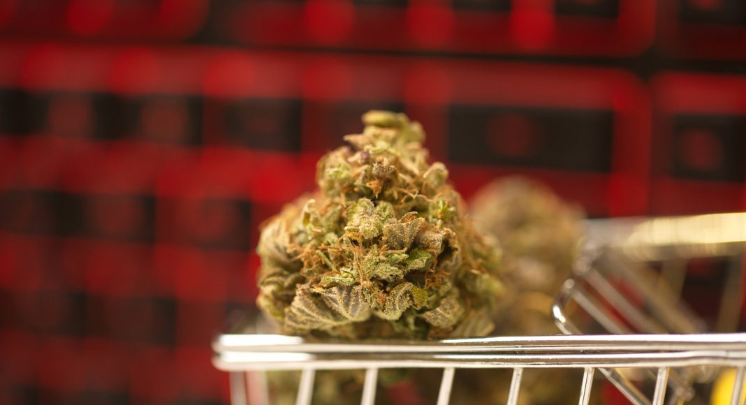 Hybrid-Sorten entdecken – Cannabis Samen bestellen für jeden Geschmack