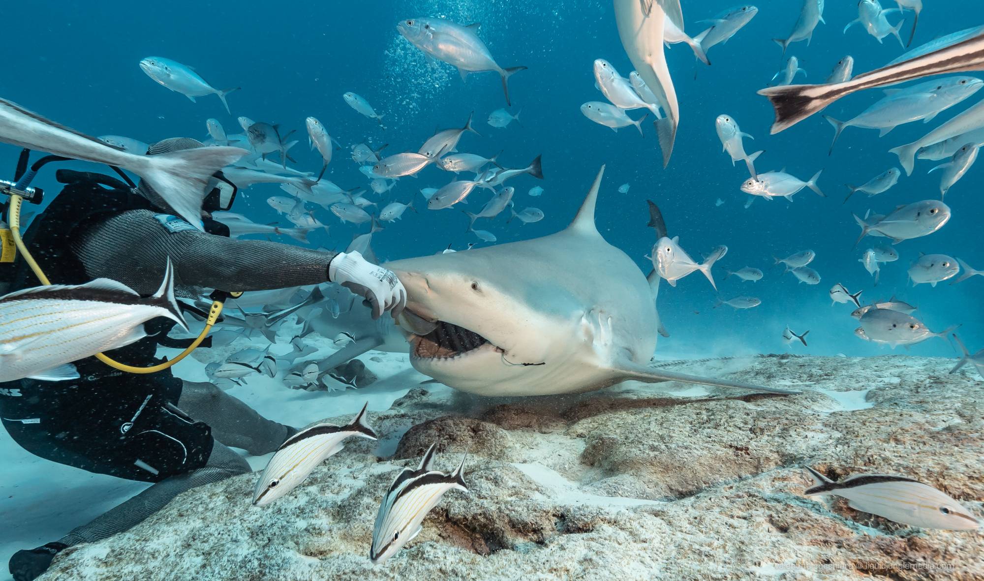 DeepDiveMexico: Die Spezialisten für Begegnungen mit Bullenhaie Mexiko