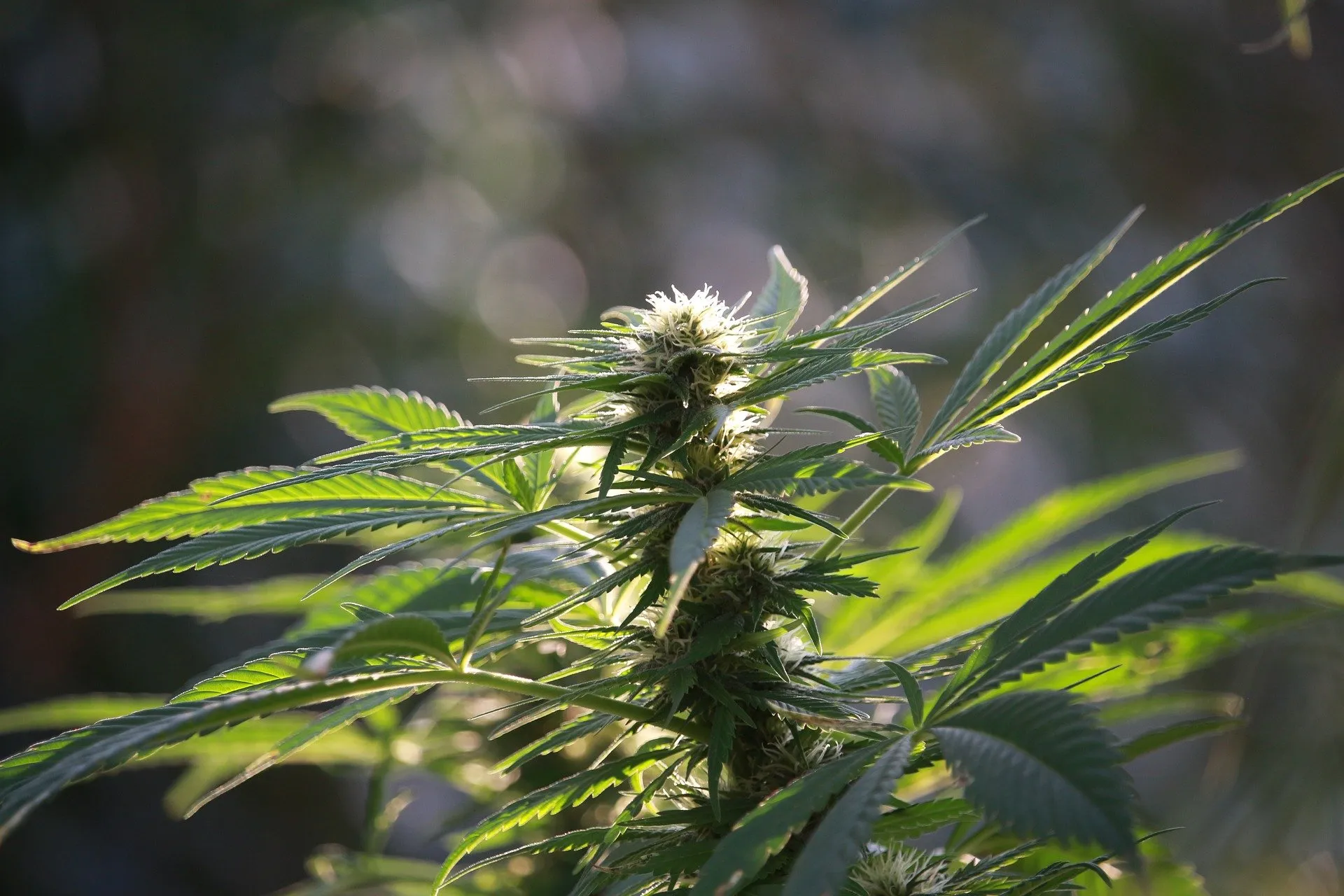 Bester Vaporizer für CBD Blüten – Die besten Modelle im Test